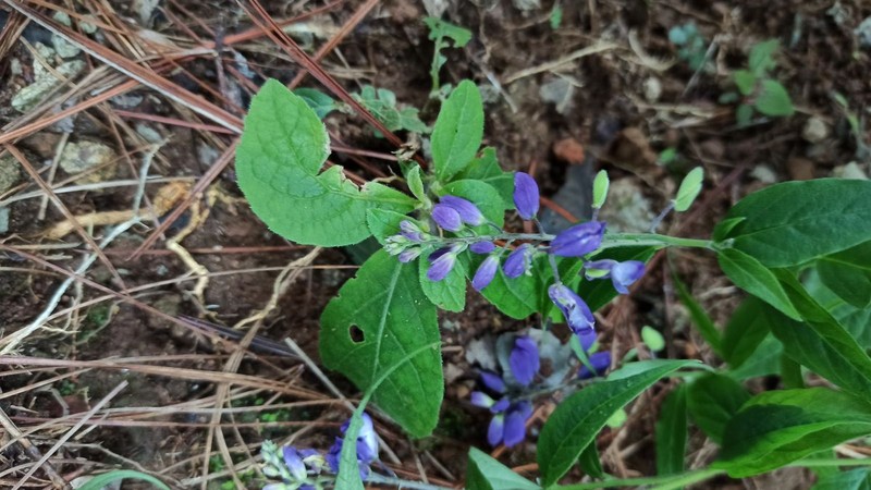 Hebecarpa platycarpa photo 6