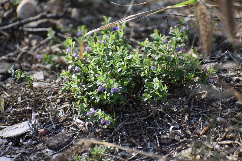 Hebecarpa punctata