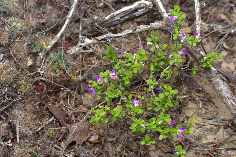 Hebecarpa punctata photo 2