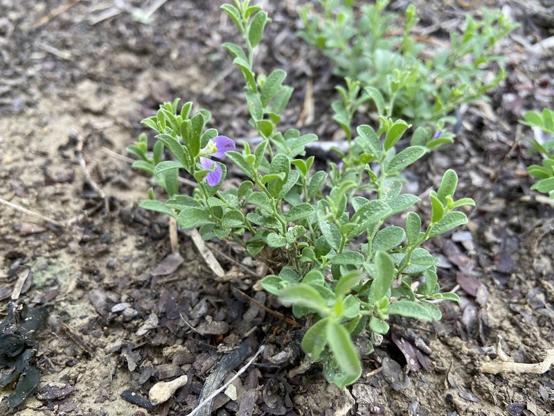 Hebecarpa punctata photo 3