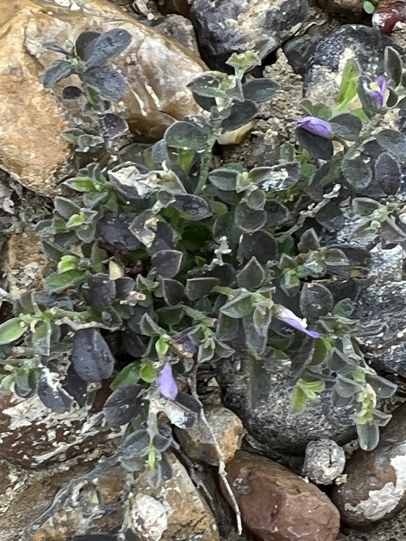 Hebecarpa punctata photo 4