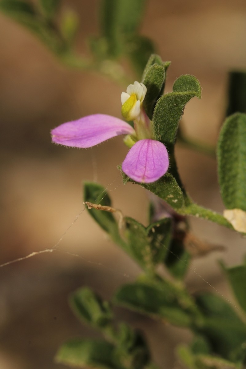 Hebecarpa punctata photo 5
