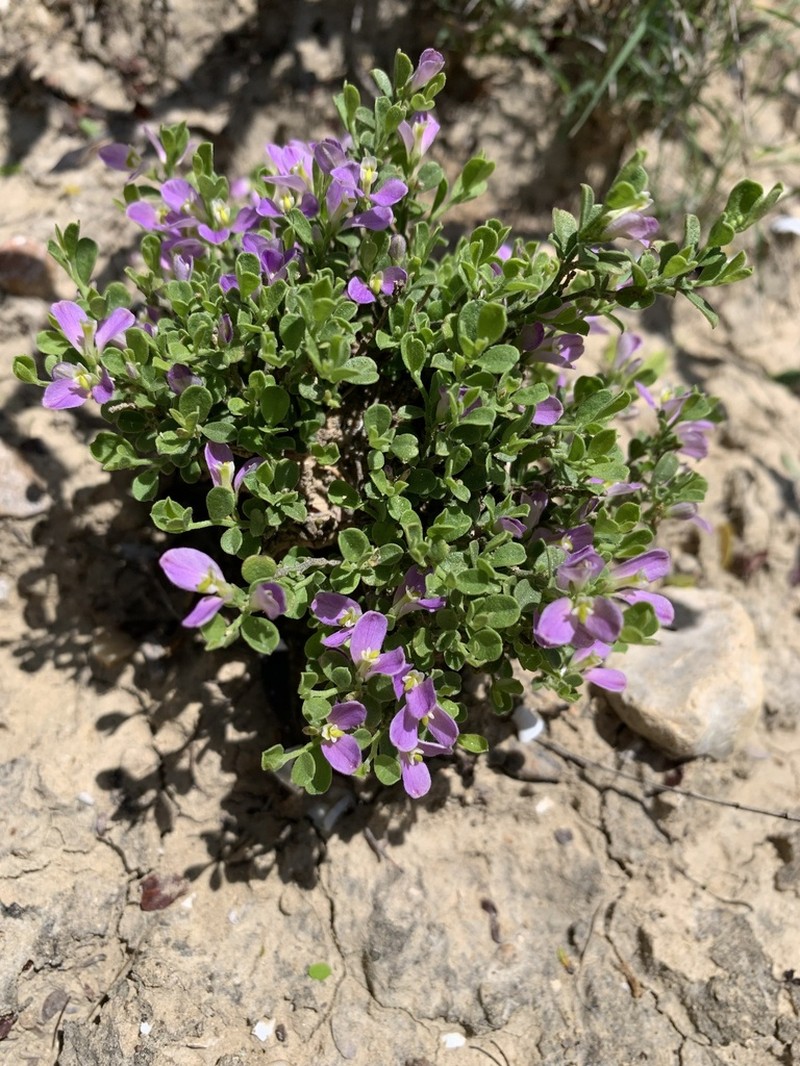 Hebecarpa punctata photo 6