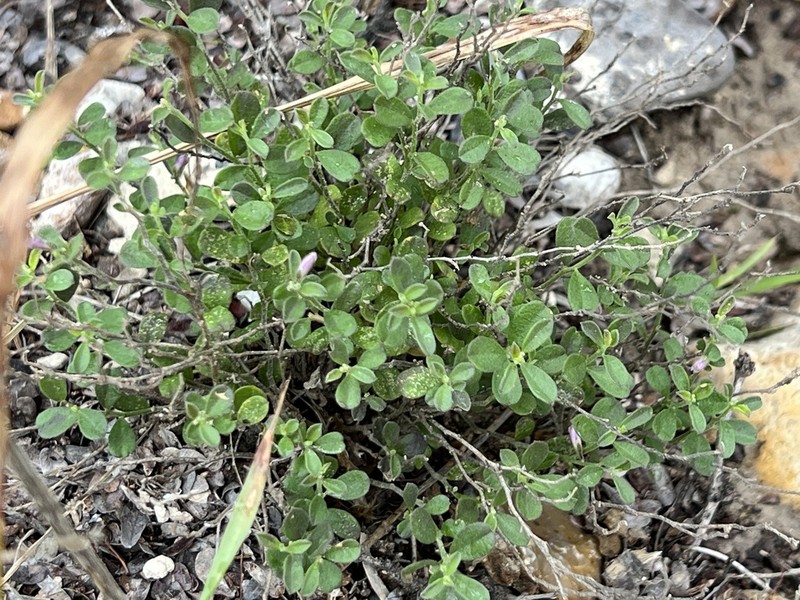 Hebecarpa punctata photo 7