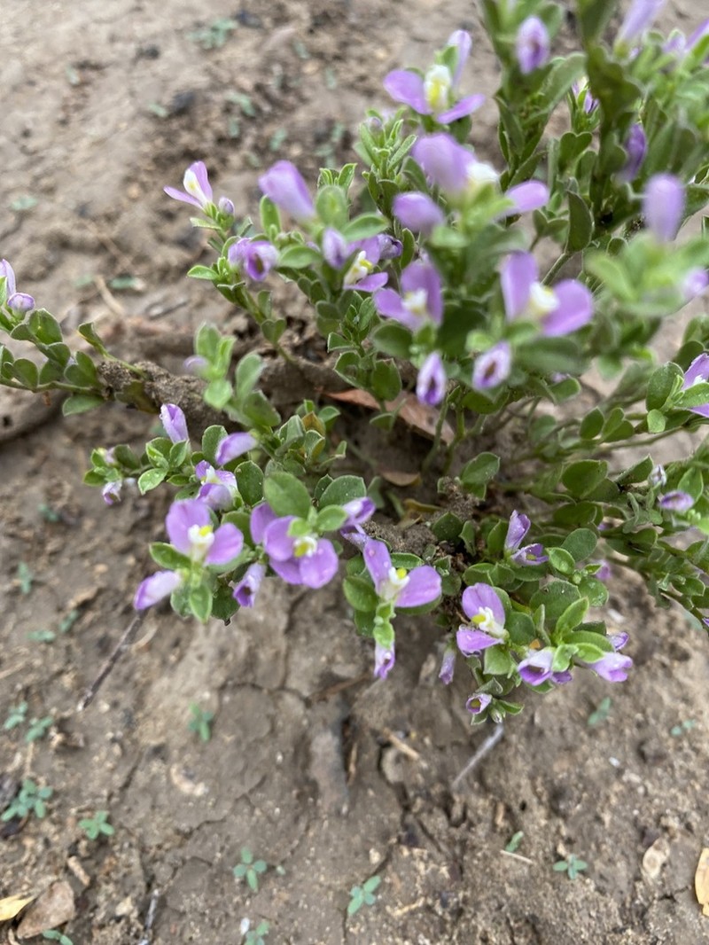 Hebecarpa punctata photo 8