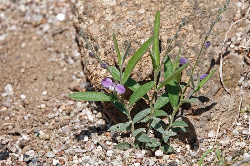 New Mexico Milkwort