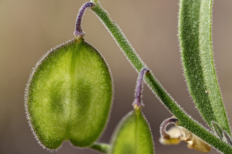 New Mexico Milkwort photo 2