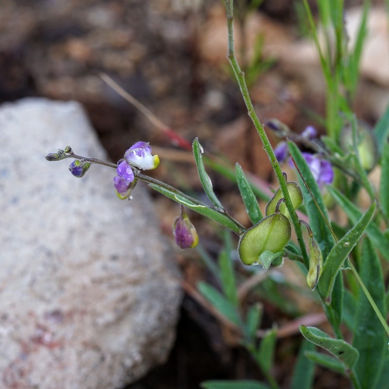 New Mexico Milkwort photo 3