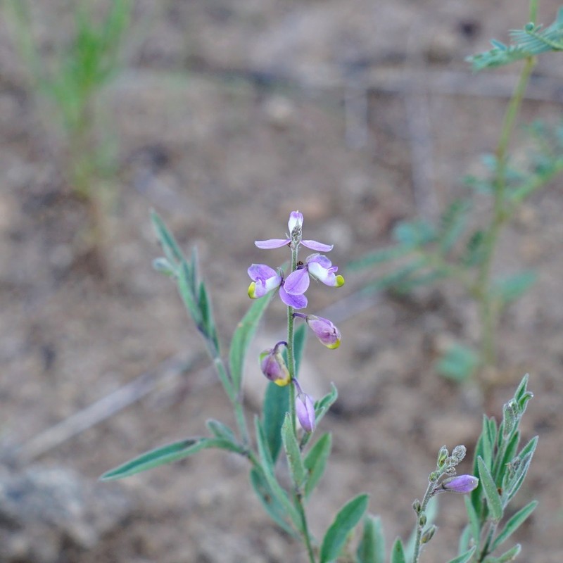 New Mexico Milkwort photo 4