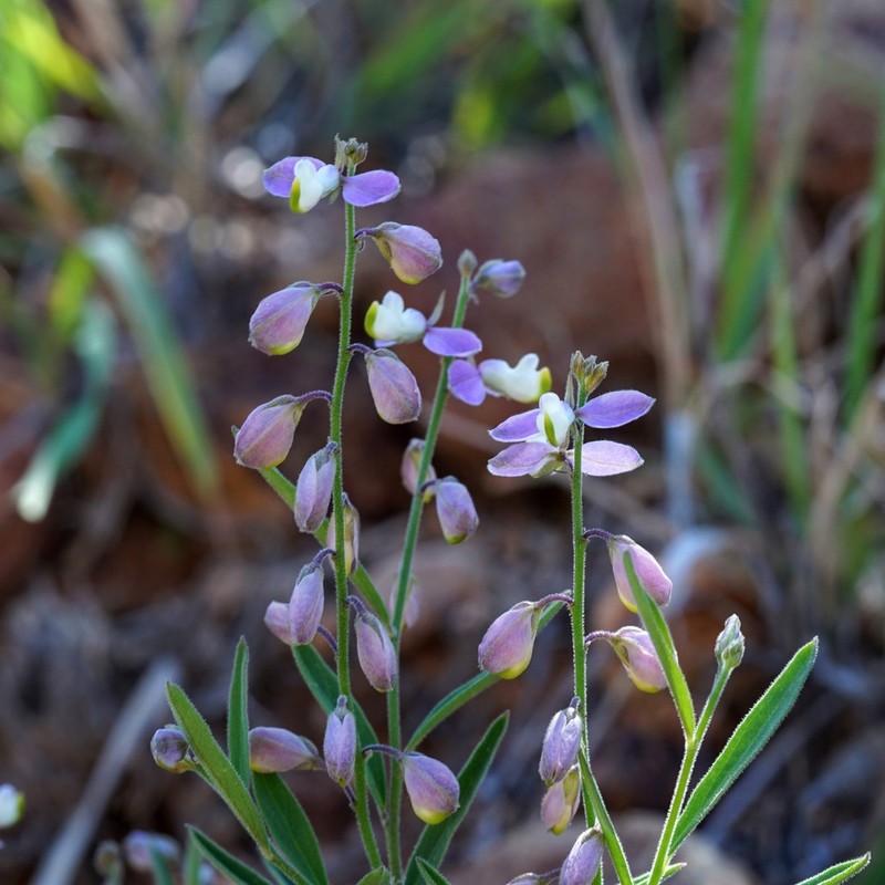 New Mexico Milkwort photo 5