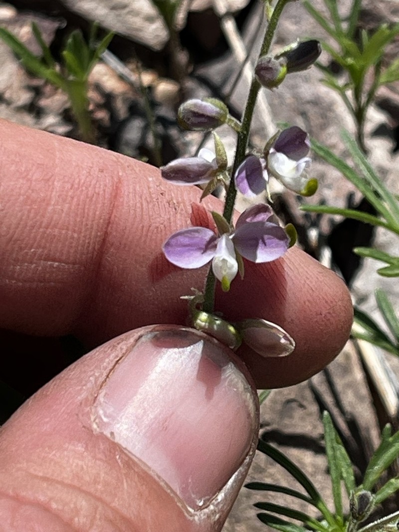 New Mexico Milkwort photo 6