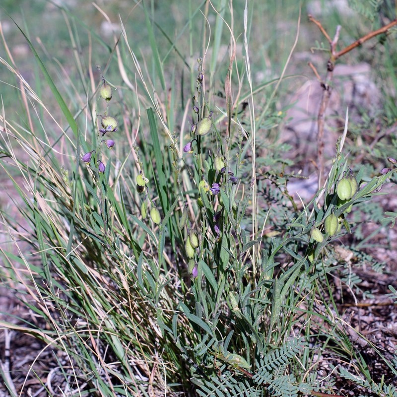 New Mexico Milkwort photo 7