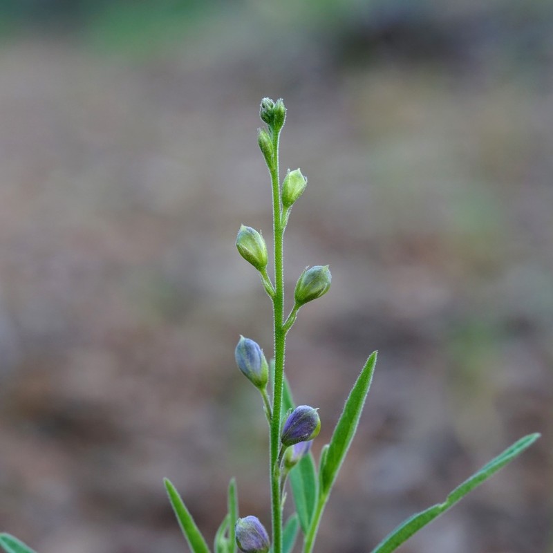 New Mexico Milkwort photo 8