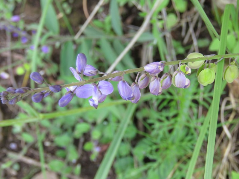 Hebecarpa rivinifolia photo 2