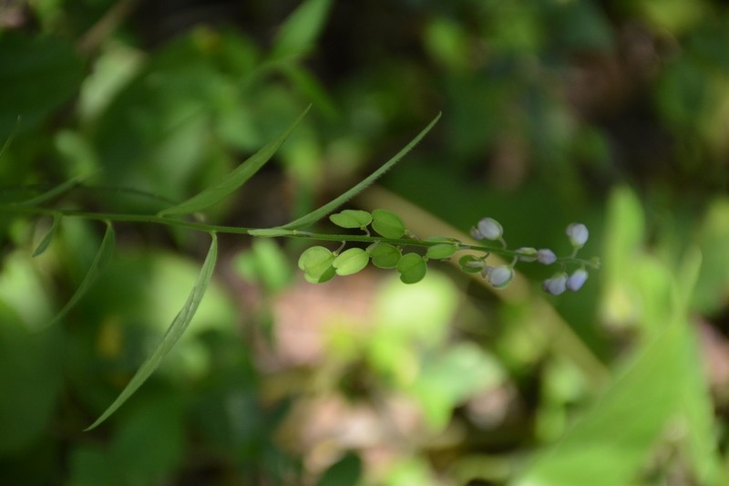 Hebecarpa rivinifolia photo 3