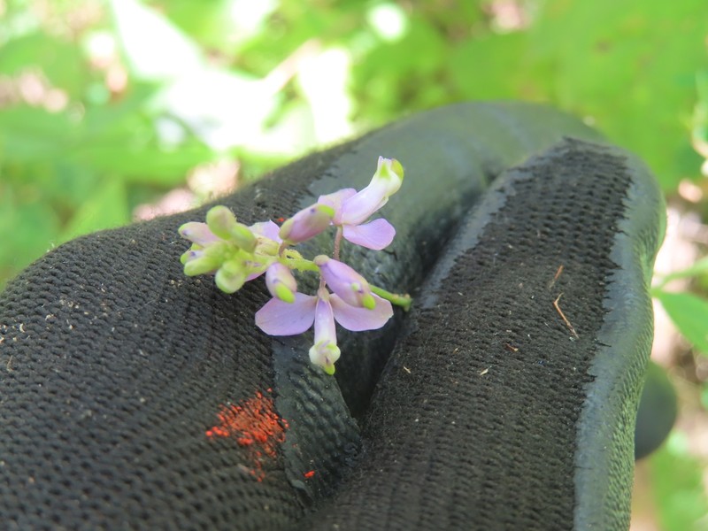 Hebecarpa rivinifolia photo 4