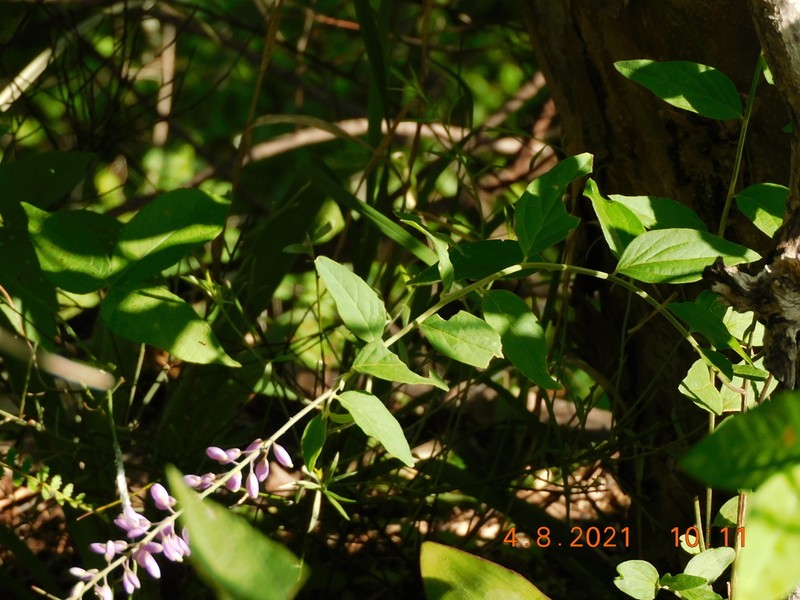 Hebecarpa rivinifolia photo 6