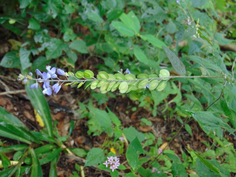 Hebecarpa rivinifolia photo 8