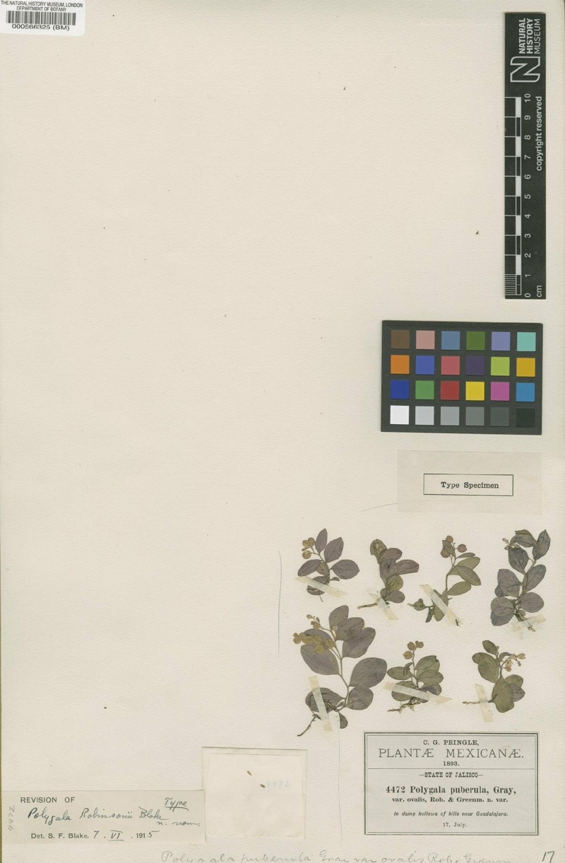 Hebecarpa robinsonii