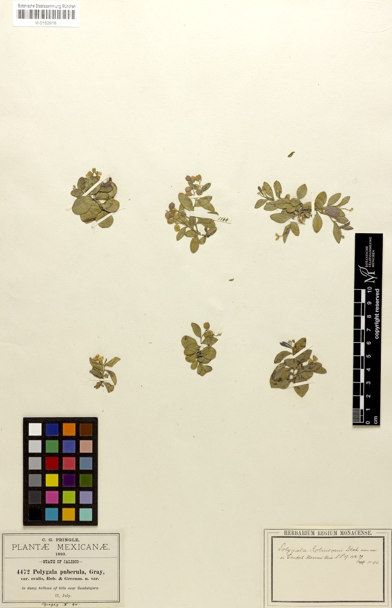 Hebecarpa robinsonii photo 2