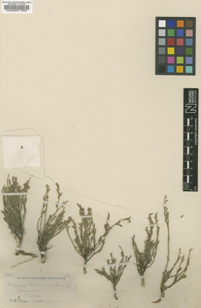 Hebecarpa tehuacana