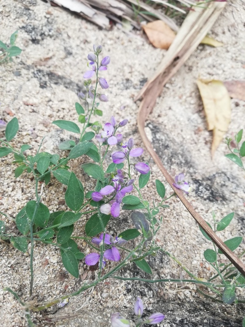 Hebecarpa velutina