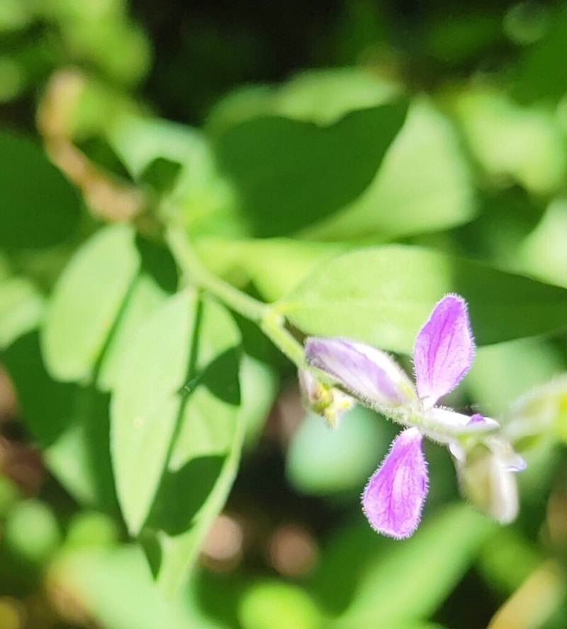 Hebecarpa velutina photo 2