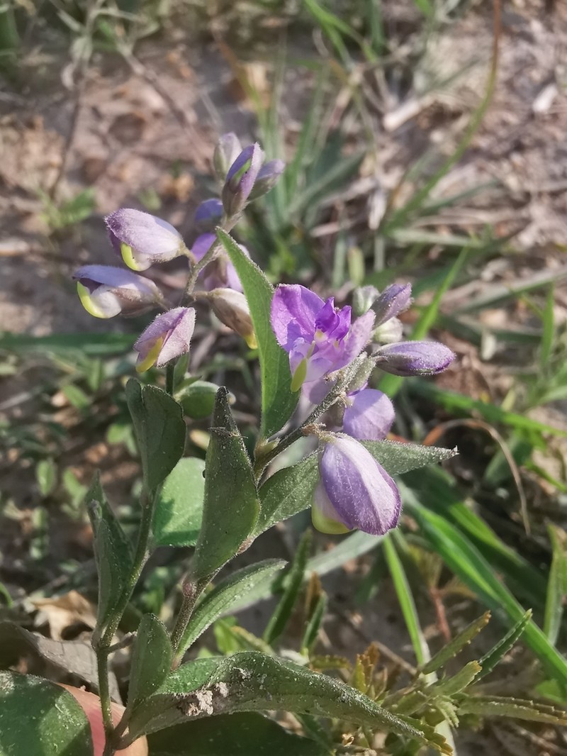 Hebecarpa velutina photo 3