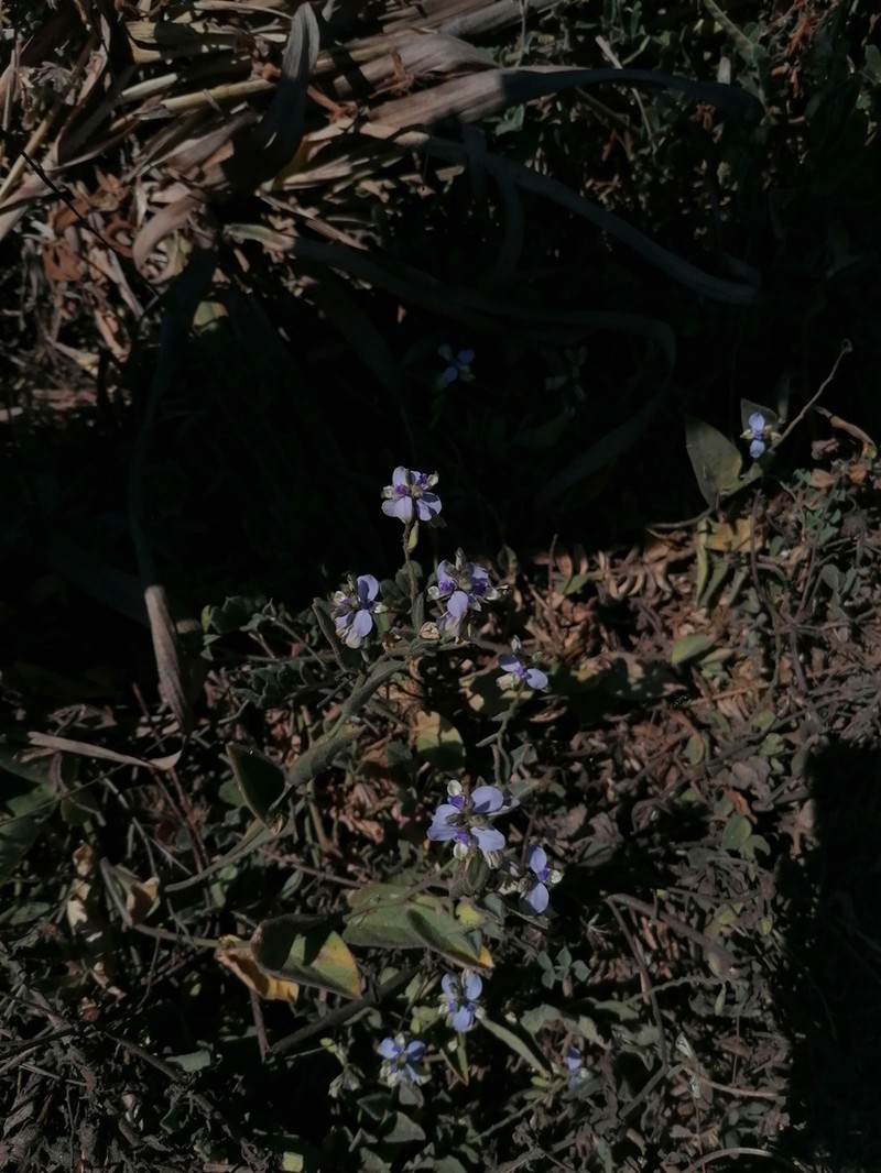 Hebecarpa velutina photo 4