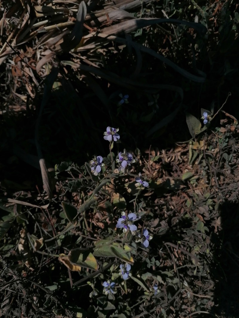 Hebecarpa velutina photo 6