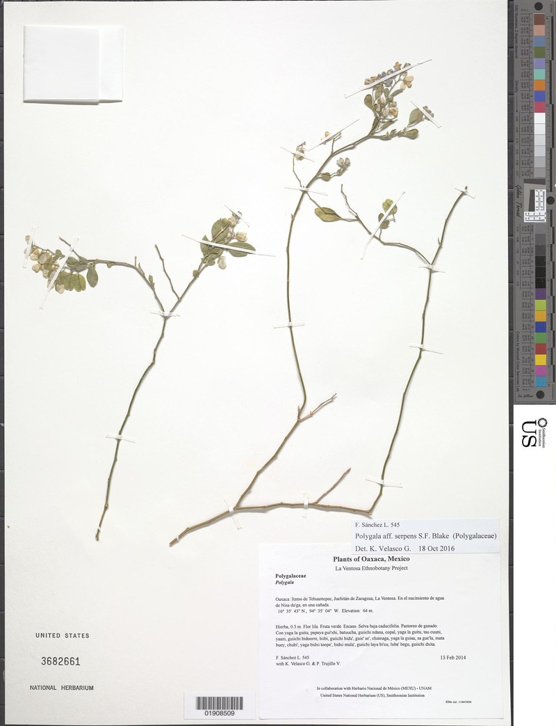 Hebecarpa velutina photo 7