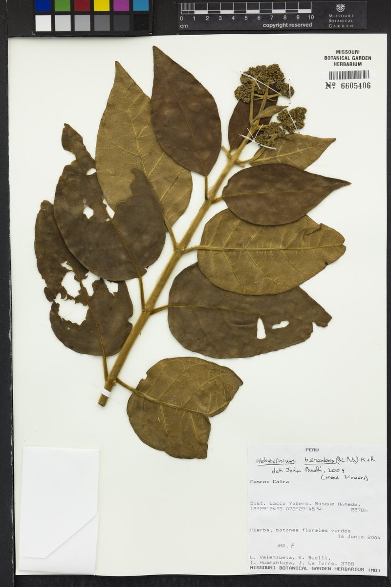 Hebeclinium beneolens
