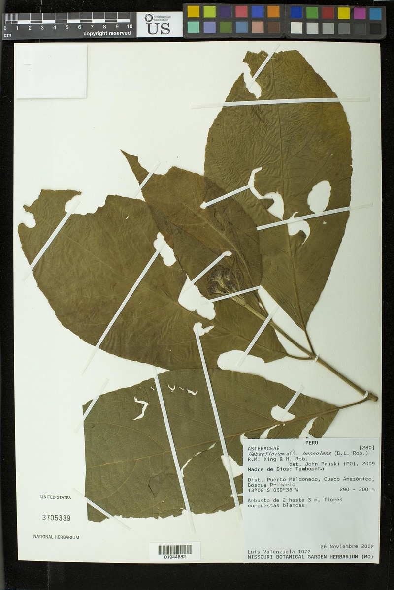 Hebeclinium beneolens photo 2