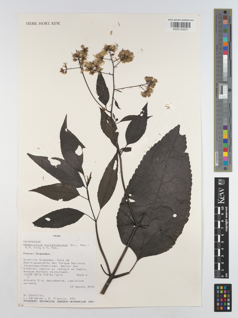 Hebeclinium bullatissimum photo 3