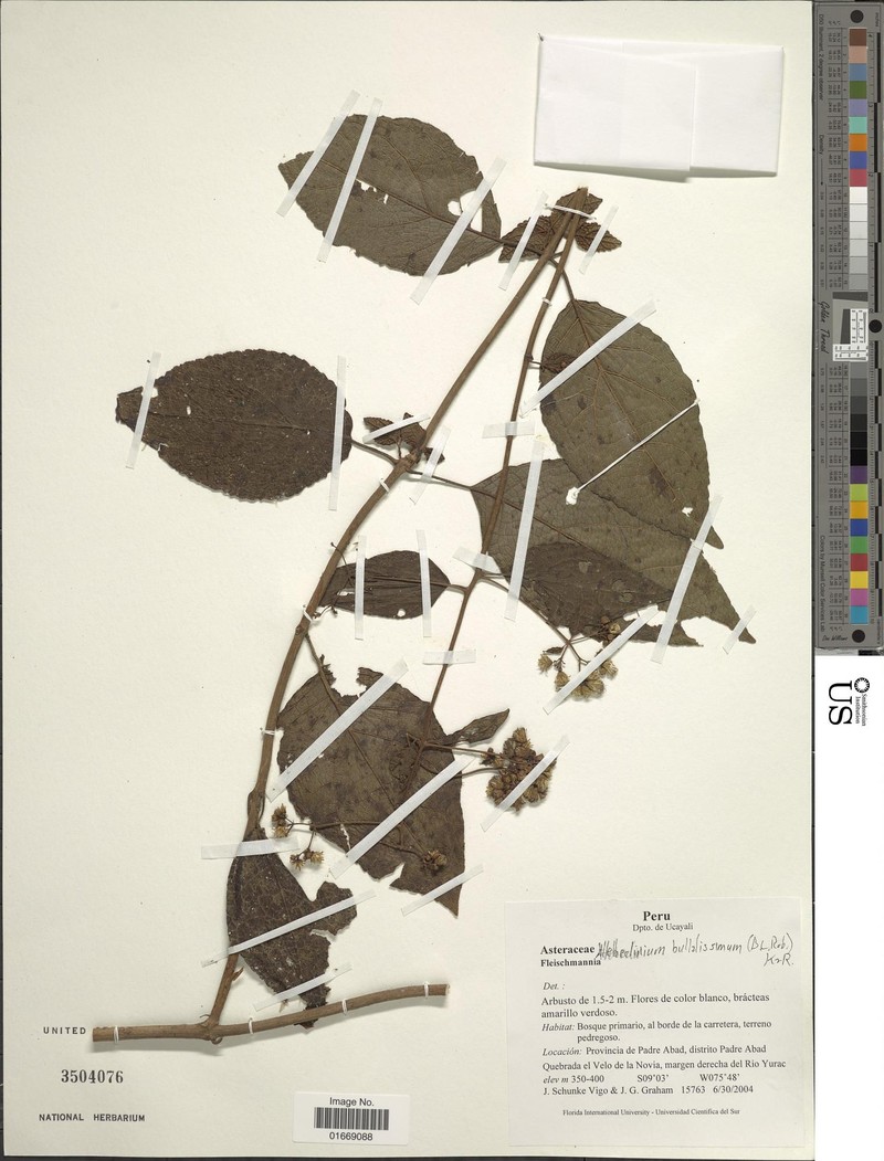 Hebeclinium bullatissimum photo 4