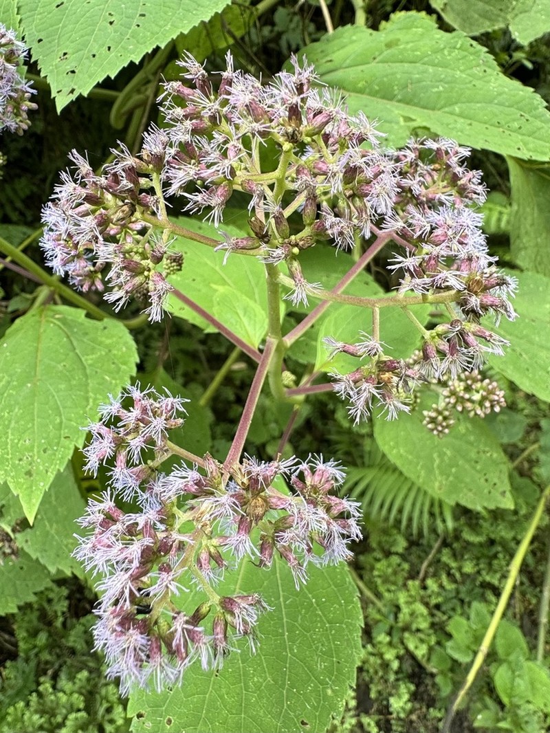 Hebeclinium erioclinium