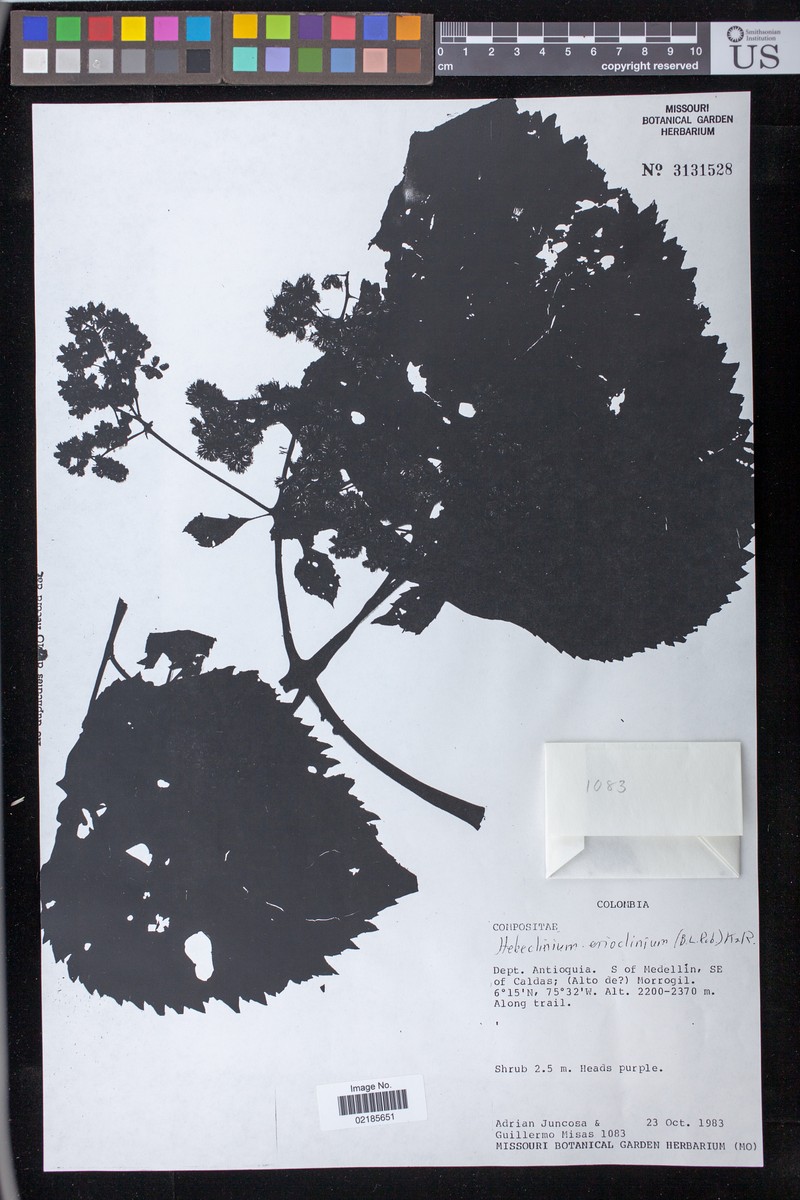 Hebeclinium erioclinium photo 2