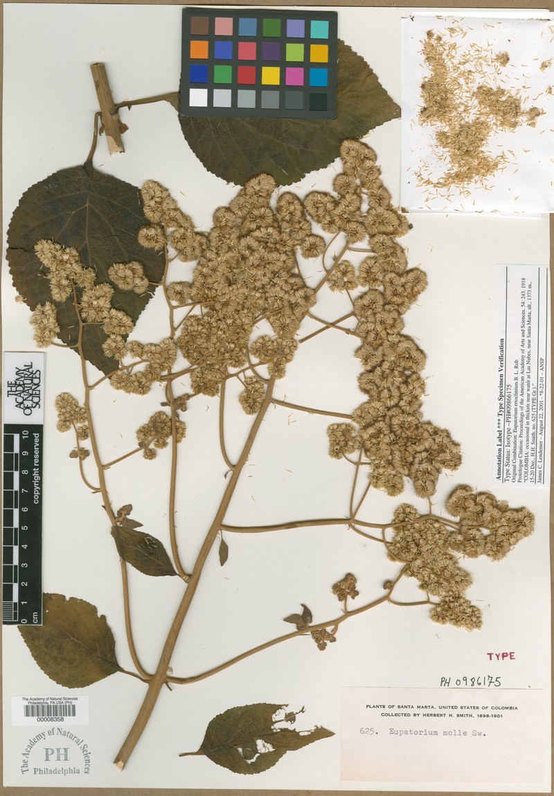 Hebeclinium erioclinium photo 3