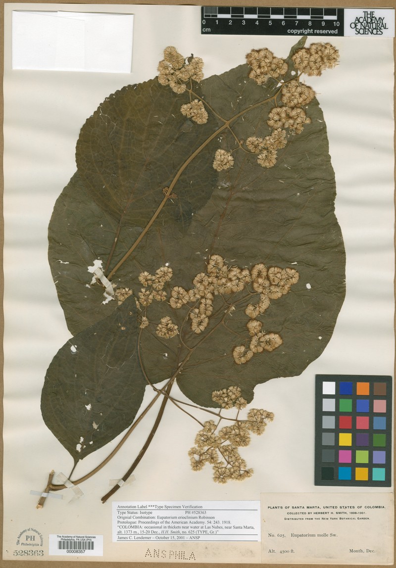 Hebeclinium erioclinium photo 4