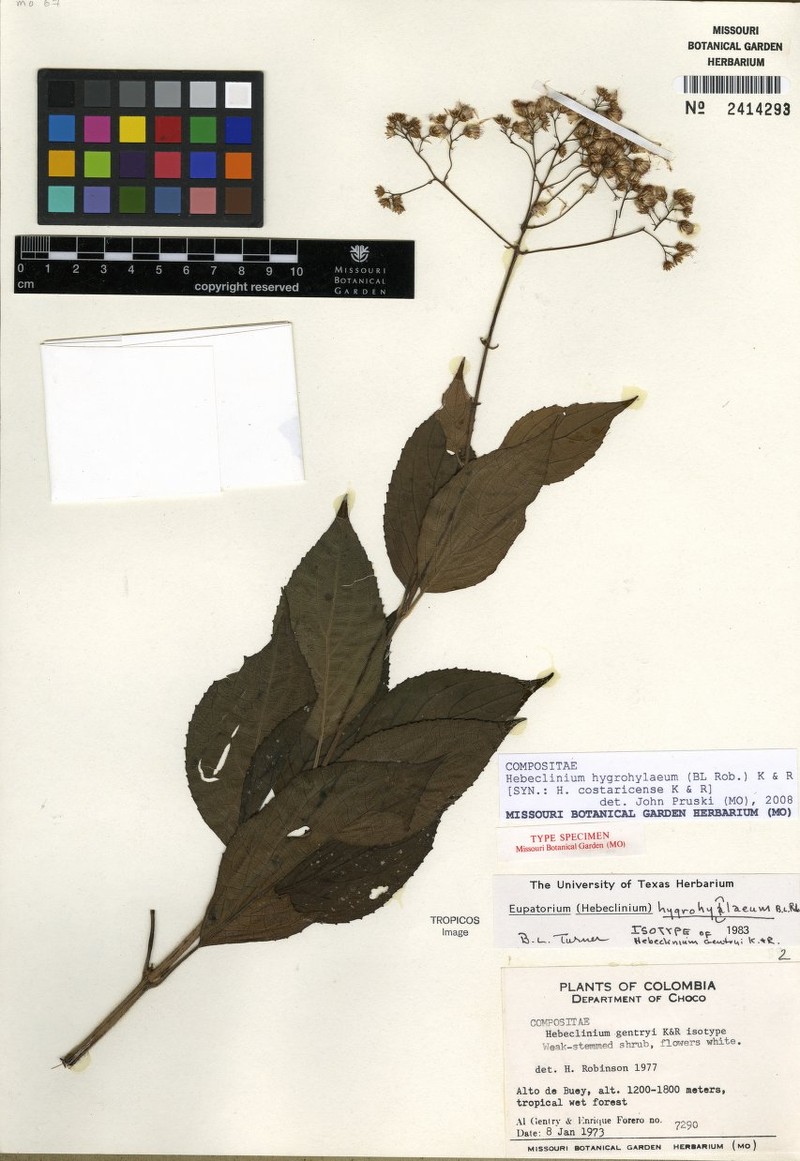 Hebeclinium gentryi