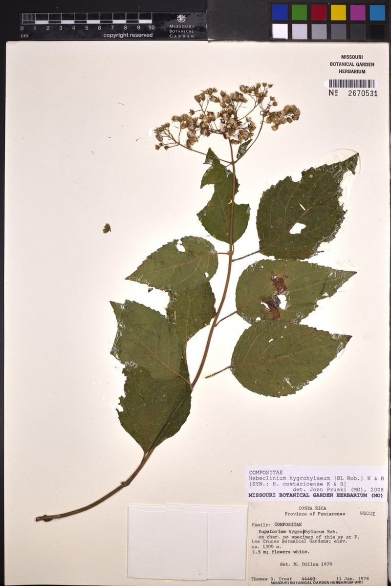Hebeclinium hygrohylaeum