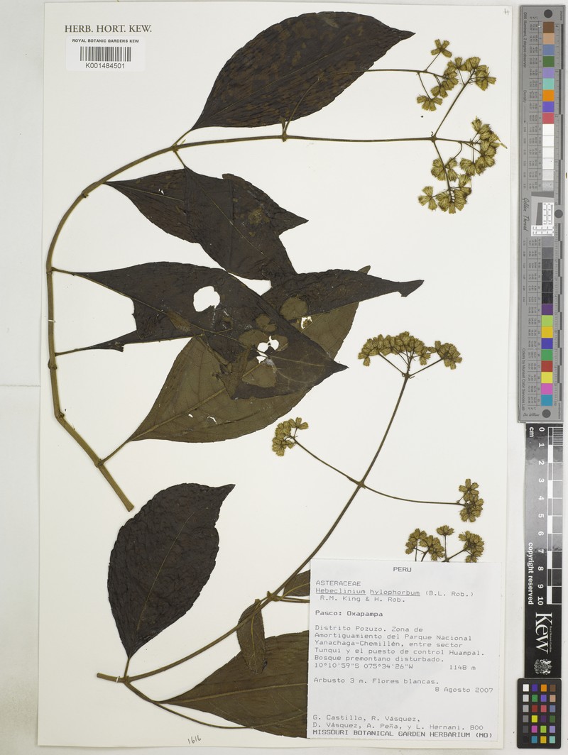 Hebeclinium hylophorbum