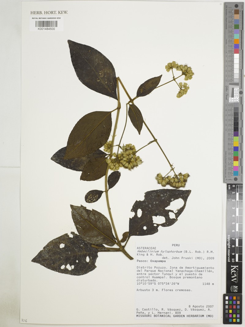 Hebeclinium hylophorbum photo 2