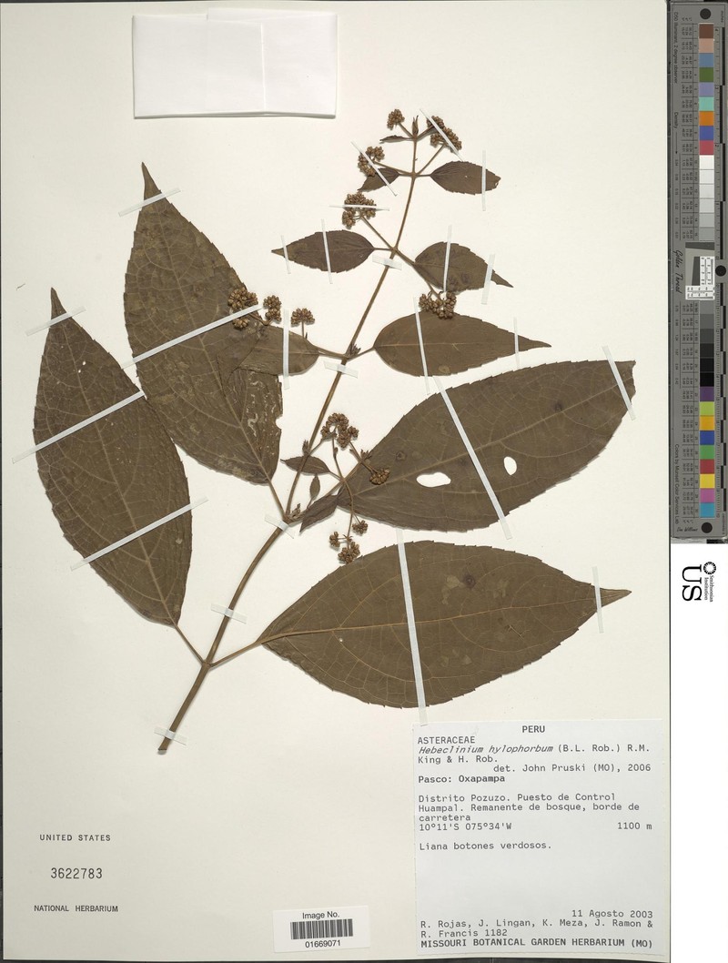 Hebeclinium hylophorbum photo 3