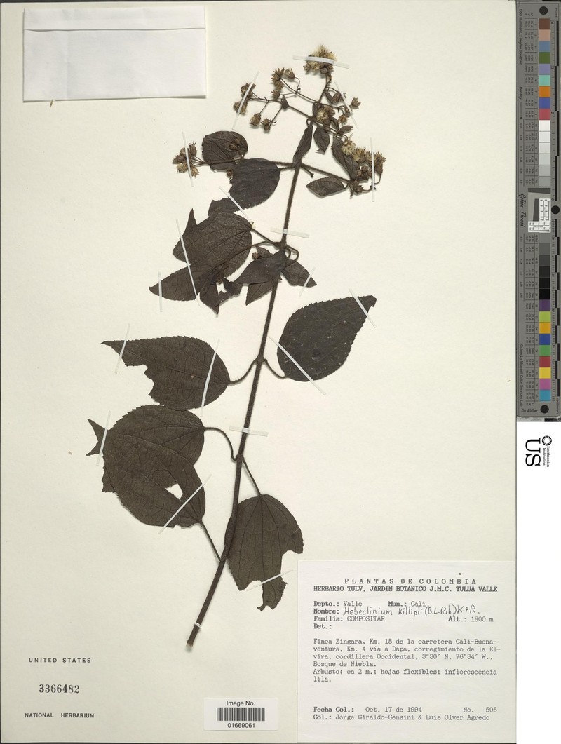 Hebeclinium killipii