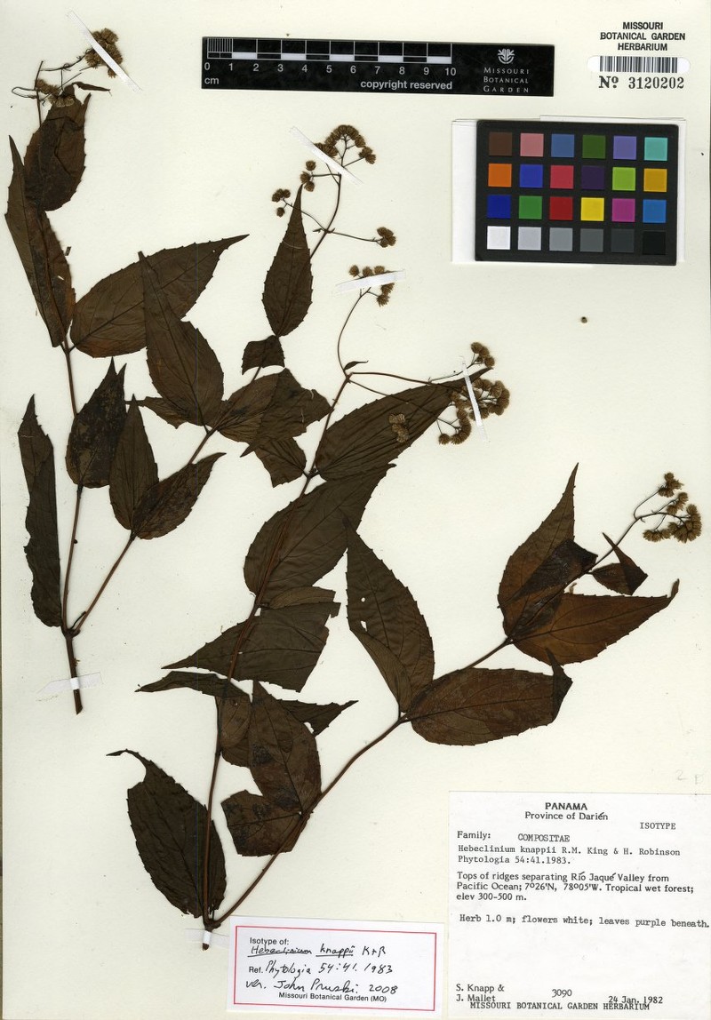 Hebeclinium knappiae