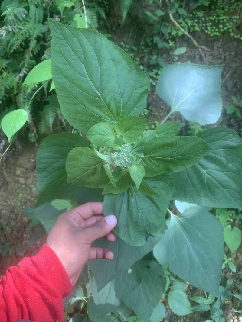 Largeleaf Thoroughwort