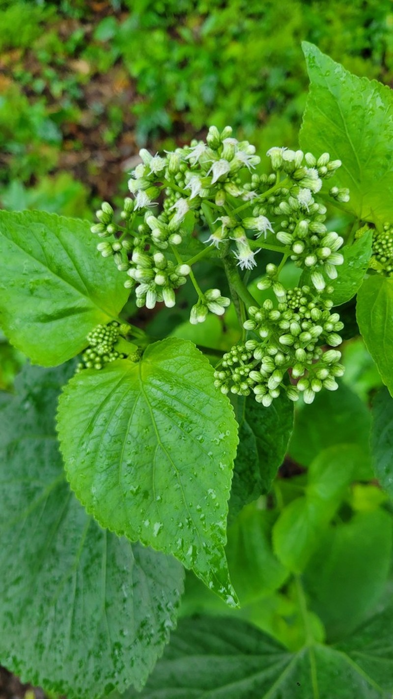 Largeleaf Thoroughwort photo 3