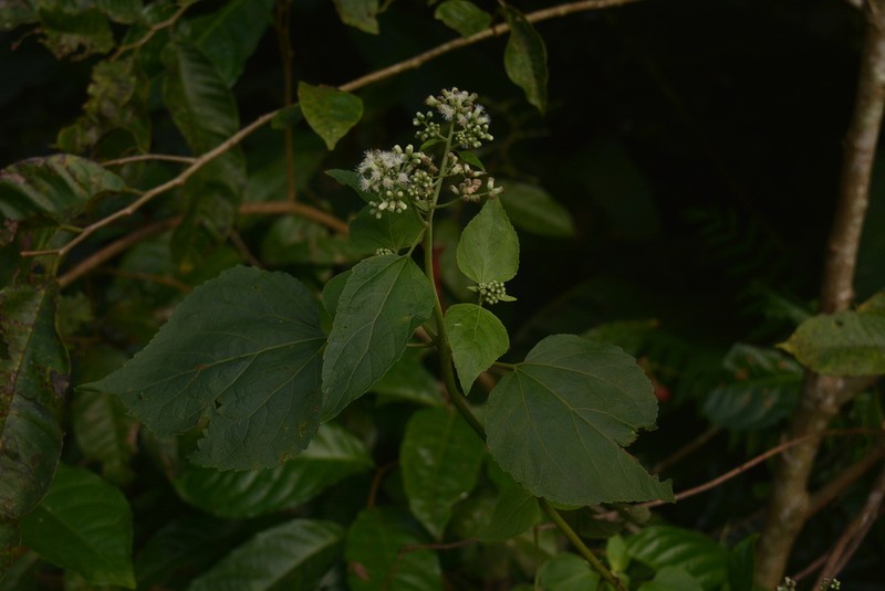 Largeleaf Thoroughwort photo 4