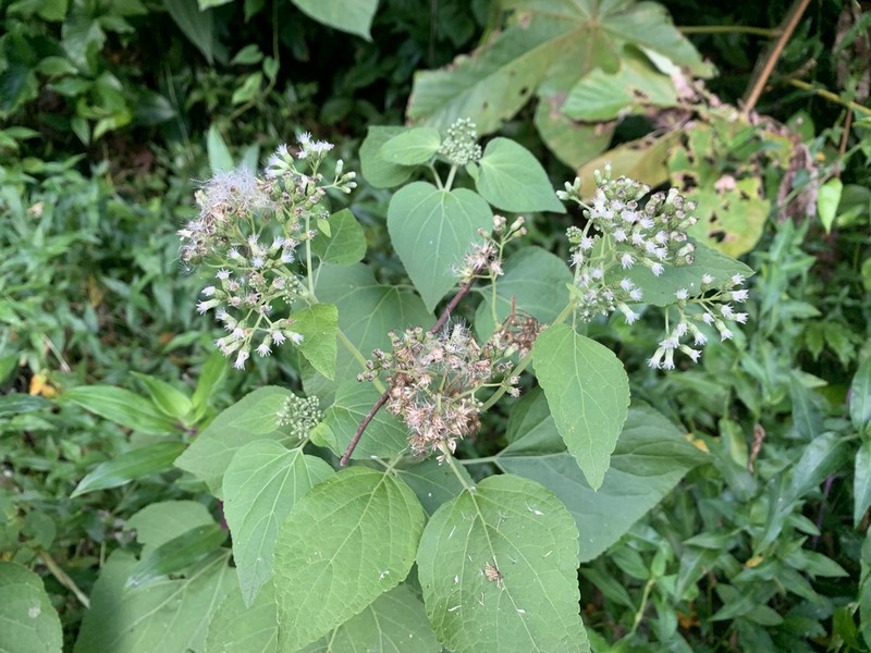 Largeleaf Thoroughwort photo 5